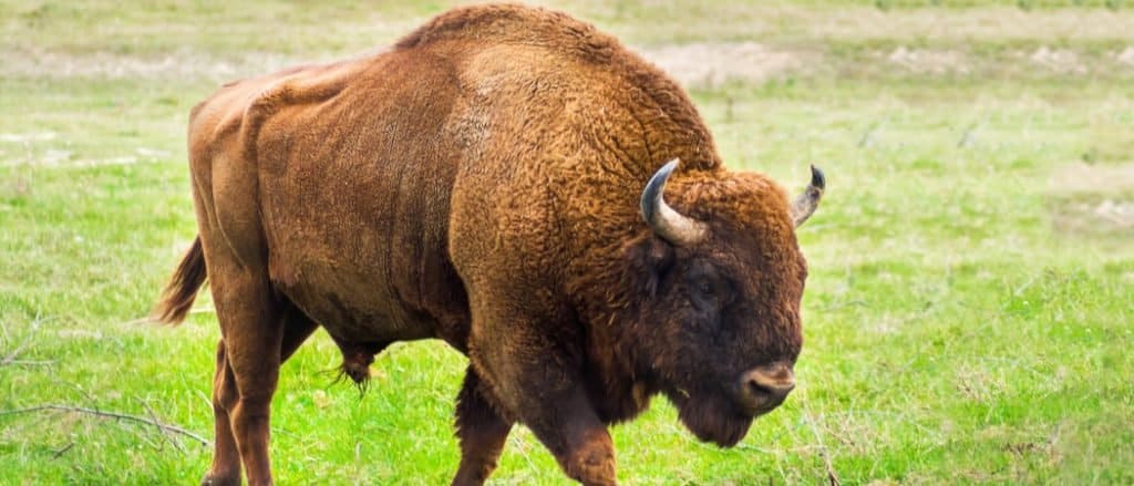 european bison vs american bison