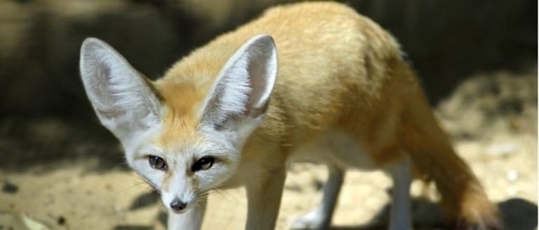 Animals in Algeria - Fennec Fox