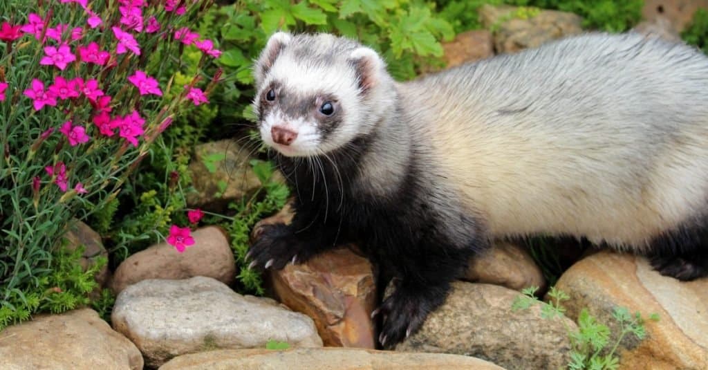 A ferret walking on rocks near purple flowers and green vegetation.