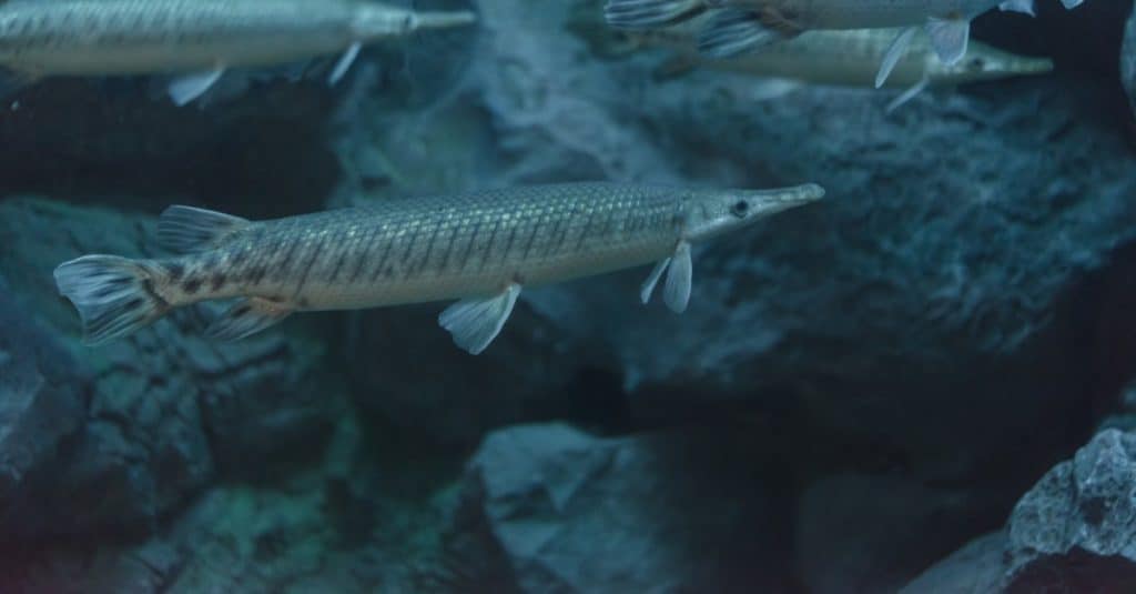 Florida gar (Lepisosteus platyrhincus) under water