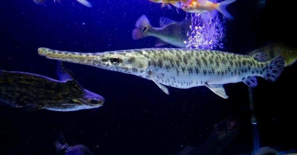 Florida Gar vs Alligator Gar: Sự khác biệt là gì? Thế Giới Loài Cá