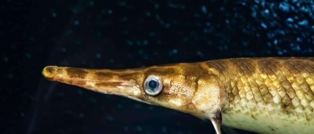 Florida gar (Lepisosteus platyrhincus) close-up