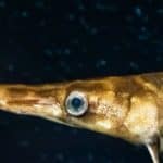 Florida gar