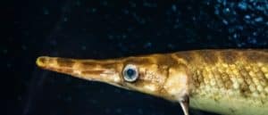Florida gar (Lepisosteus platyrhincus) close-up