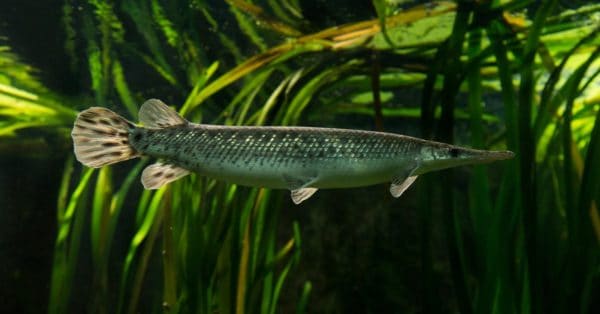 Florida Gar Fish Facts | Lepisosteus platyrhincus | AZ Animals