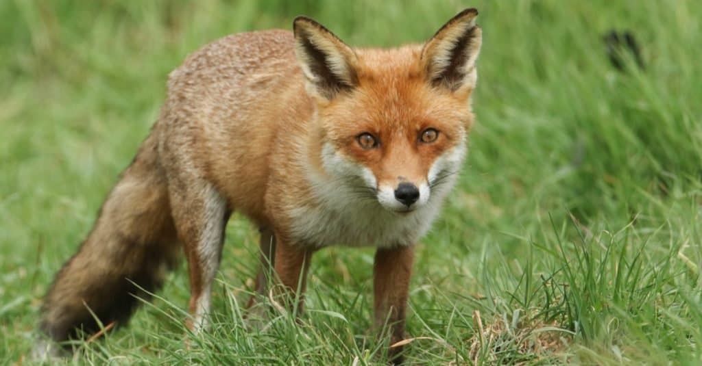 Minecraft Animal: Fox