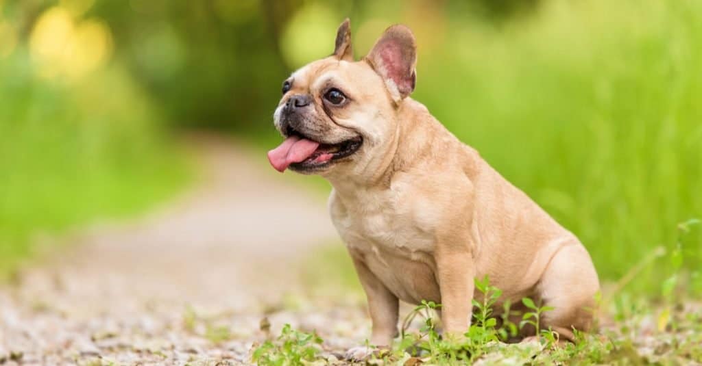 French bulldogs can shed more at certain times of the year