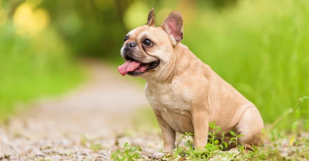 Animals Elected to Office: Mayor Wilbur the Bulldog