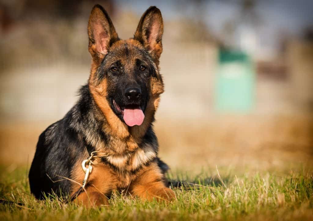 A German Shepherd laying in the grass with its tongue out.