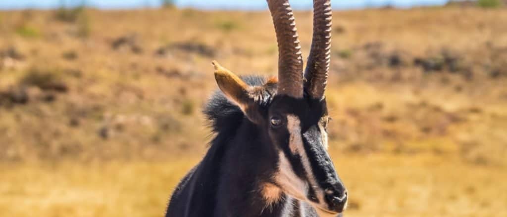 Animals in Angola