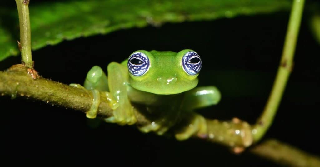 Ghost Glass Frog (Sachatamia ilex) with amazing eyes