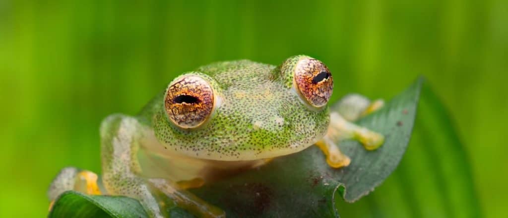Tropical glass frog from Amazon rain forest, Hyalinobatrachium Iaspidiense