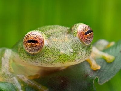 A Glass Frog