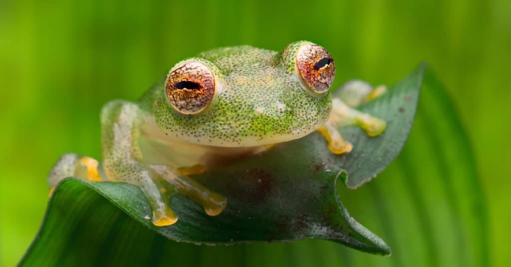 Tropical glass frog from Amazon rain forest, Hyalinobatrachium Iaspidiense