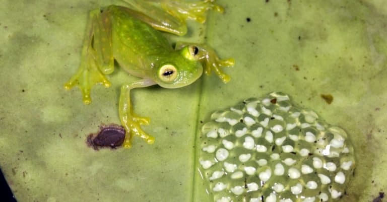 Male glass frog (family Centrolenidae) guarding a clutch of eggs in the Choco Biological Region in Western Ecuador