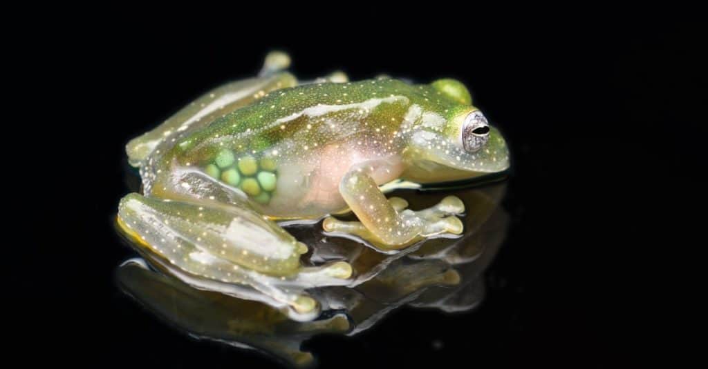 Dusty Glass Frog with eggs in belly, black background