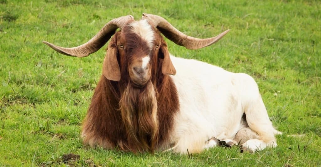 Animales elegidos para el cargo: Clay Henry IV the Goat