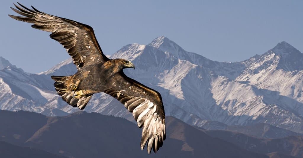 A  golden eagle (frame left, flying right) in flight against the backdrop of a Rocky Mountain range dusted with snow,. The eagle is primarily dark with white accents on its under wings and tail. 