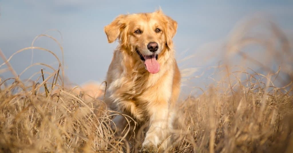 A Golden Retriever walking through tall, dead grass with its tongue out.