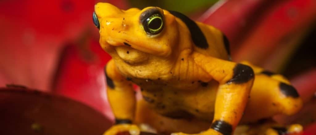 Animals in Panama