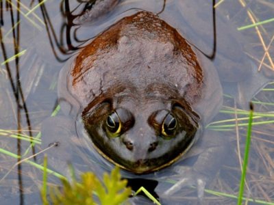 A Goliath Frog