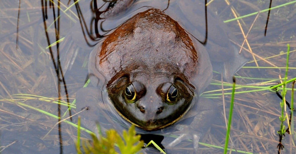 The goliath frog, otherwise known as goliath bullfrog or giant slippery frog (Conraua goliath)