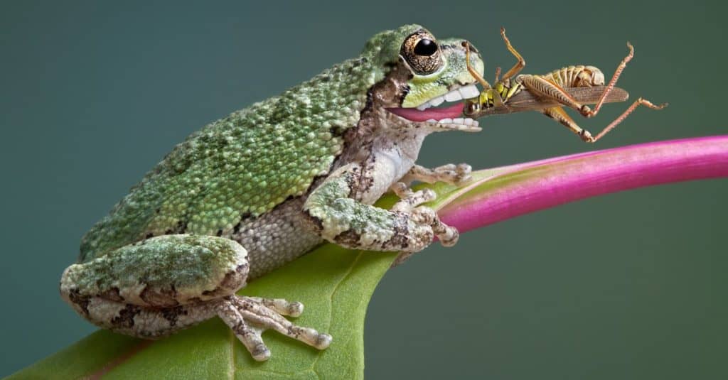A young gray tree frog has caught a grasshopper and is eating it.