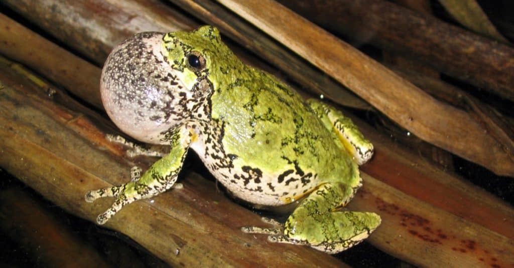 Gray Tree frog Calling