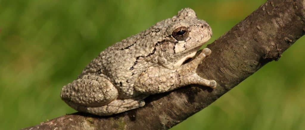Gray Tree Frog (Hyla versicolor) on a tree with a green background