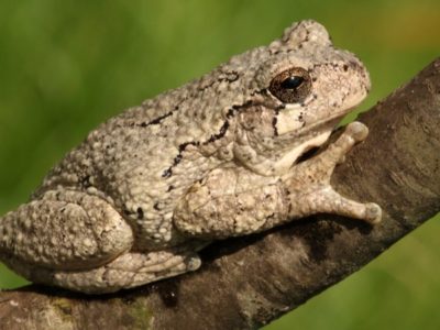 Gray Tree Frog Picture