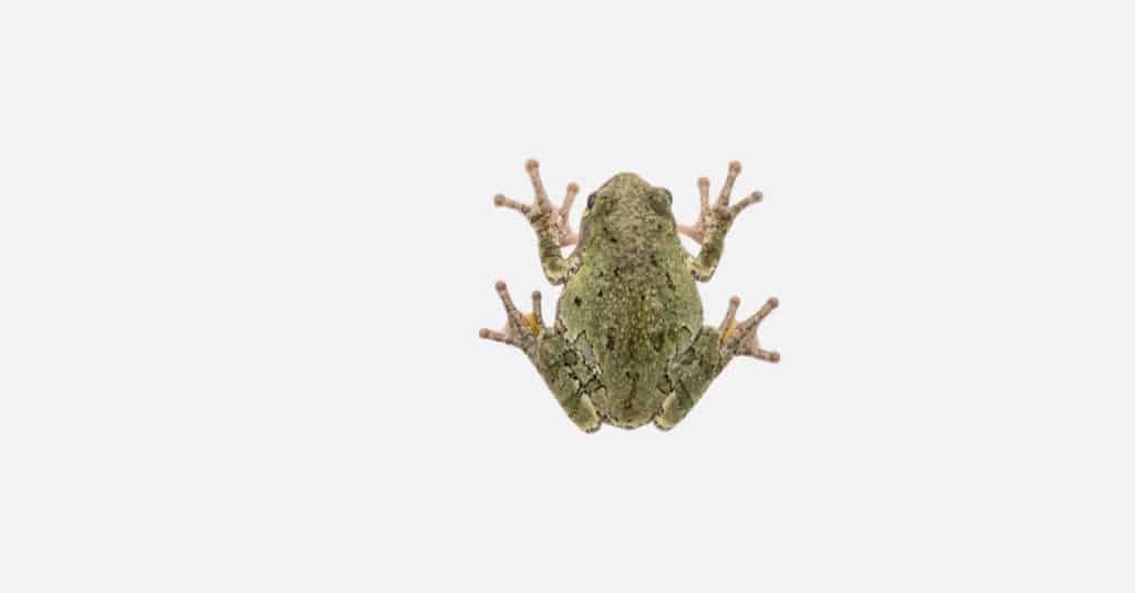 White's tree frog  Smithsonian's National Zoo and Conservation