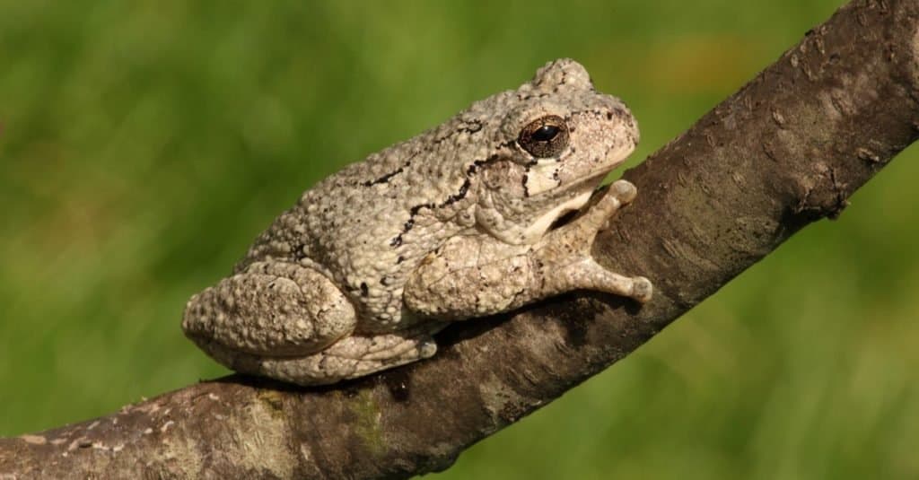 Gray Tree Frog (Hyla versicolor) on a tree with a green background