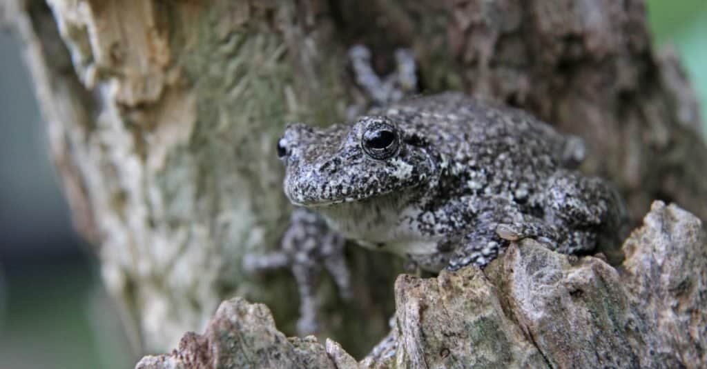 A Gray Tree Frog (Hyla versicolor) sitting on a stump.