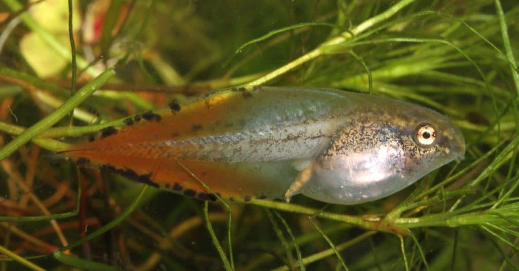 The bright red tail tip of this Gray Tree frog (Hyla versicolor) tadpole helps it escape predators