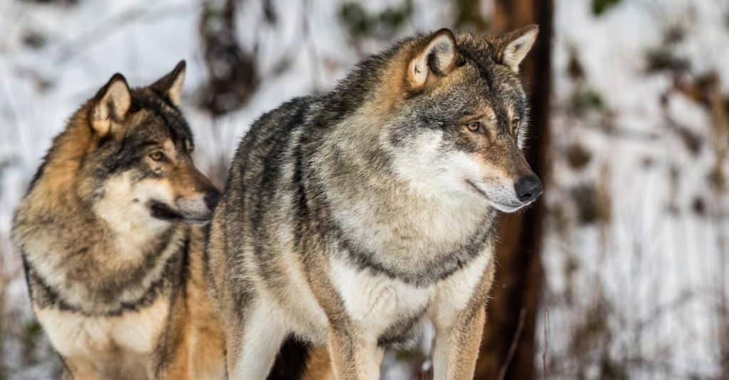 Wolves in Yellowstone National Park