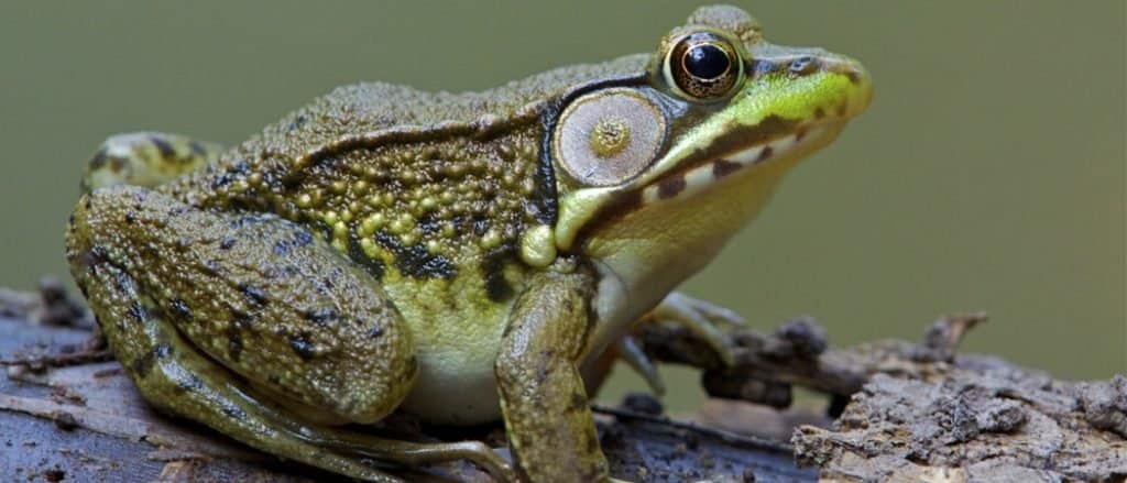 Green Frog, Lithobates clamitans, on log in a wetland / pond at Tyler State Park, Bucks County, Pennsylvania
