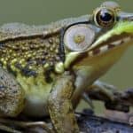 Green Frog