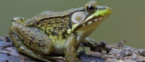Green Frog, Lithobates clamitans, on log in a wetland / pond at Tyler State Park, Bucks County, Pennsylvania
