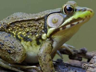 A Green Frog