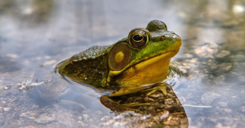 North American green frog sitting in marsh pond.