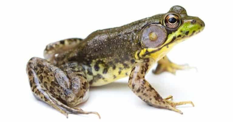 Green Frog Animal Facts - Lithobates clamitans - A-Z Animals Green Frog Animal Facts - Lithobates clamitans - A-Z Animals
