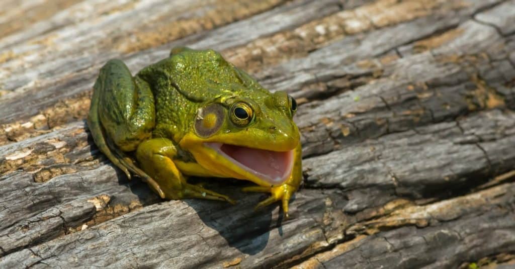 Green frog sitting on a log.