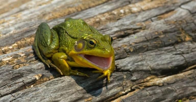 Green frog sitting on a log.