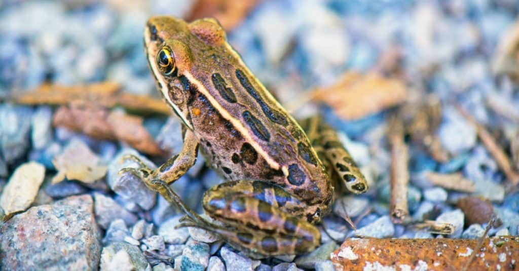 Detail of northern green frog (Lithobates clamitans) in Rondeau provincial park, southwestern Ontario.