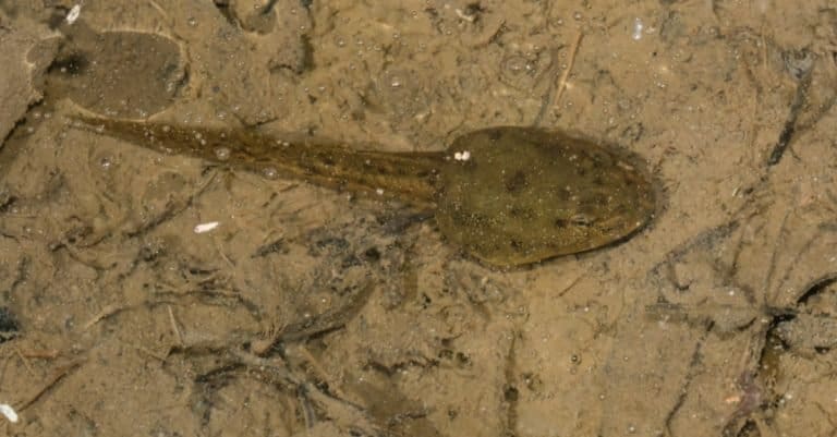 A Green Frog tadpole is resting on the muddy bottom of a shallow pond.
