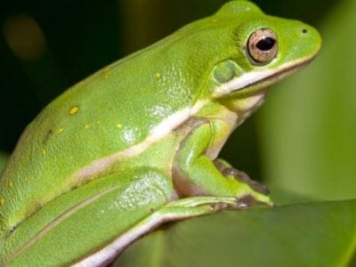 A Green Tree Frog