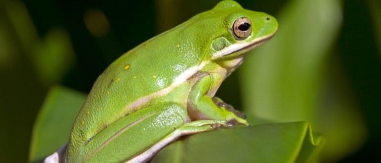 Green Tree Frog