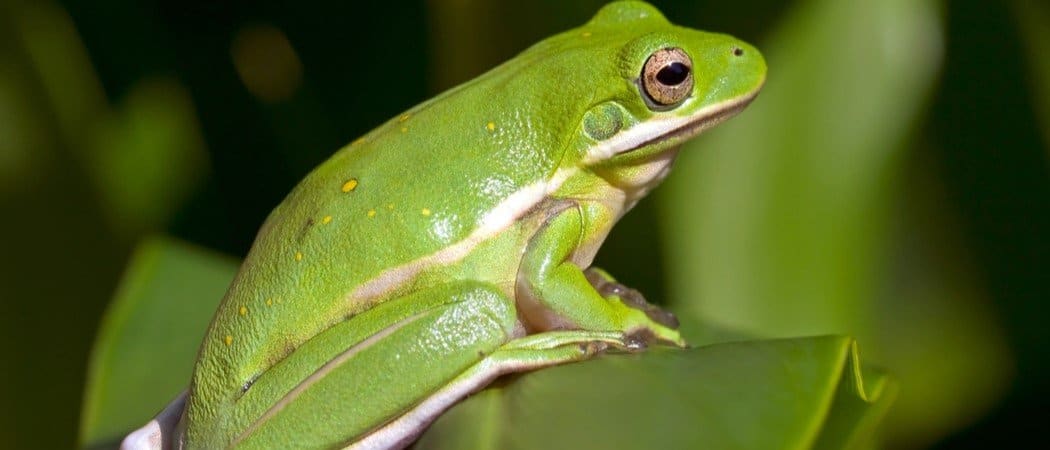 Green Tree Frog Animal Facts - A-Z Animals