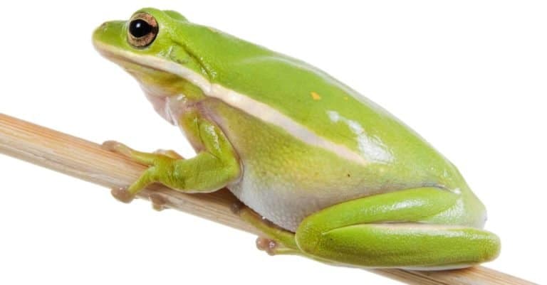 The American green tree frog (Hyla cinerea) on a stick isolated