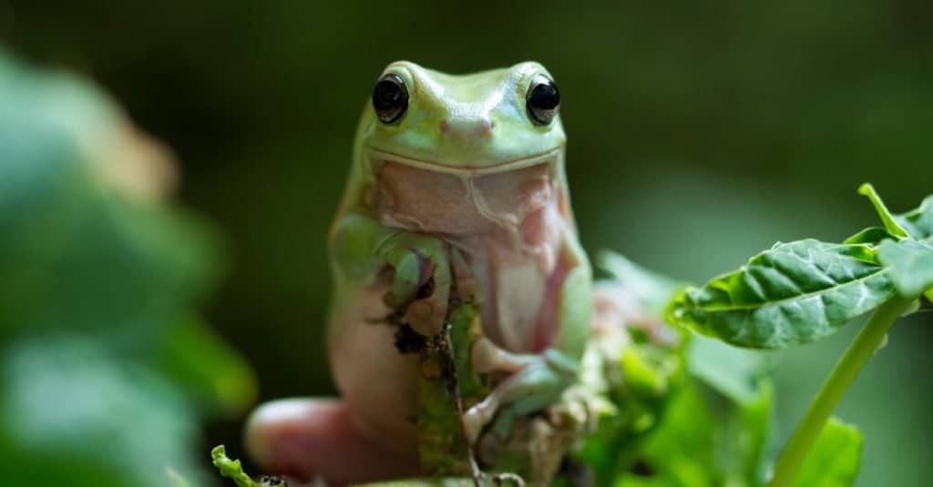 Australian Green tree frog on branch